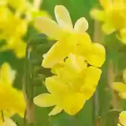 Angel's Whisper